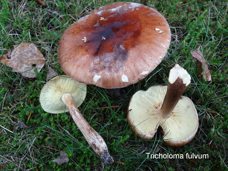 Tricholoma fulvum-amf1855.jpg - Tricholoma fulvum ; Syn1: Tricholoma flavobrunneum ; Syn2: Gyrophila fulva ; Nom français: Tricholome brun et jaune, Tricholome fauve